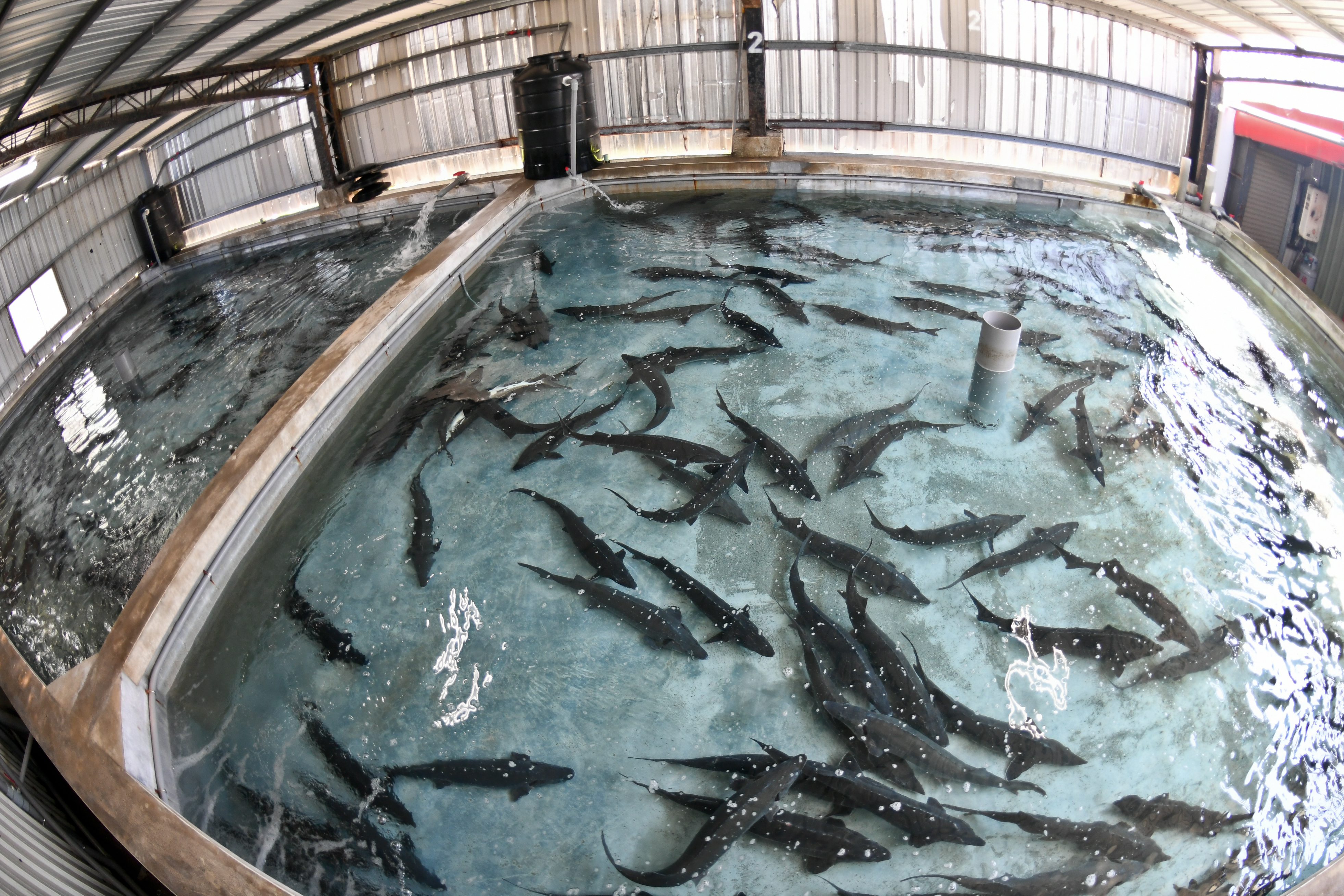 ▲探索水產以深層海水技術馴化鱘龍魚。